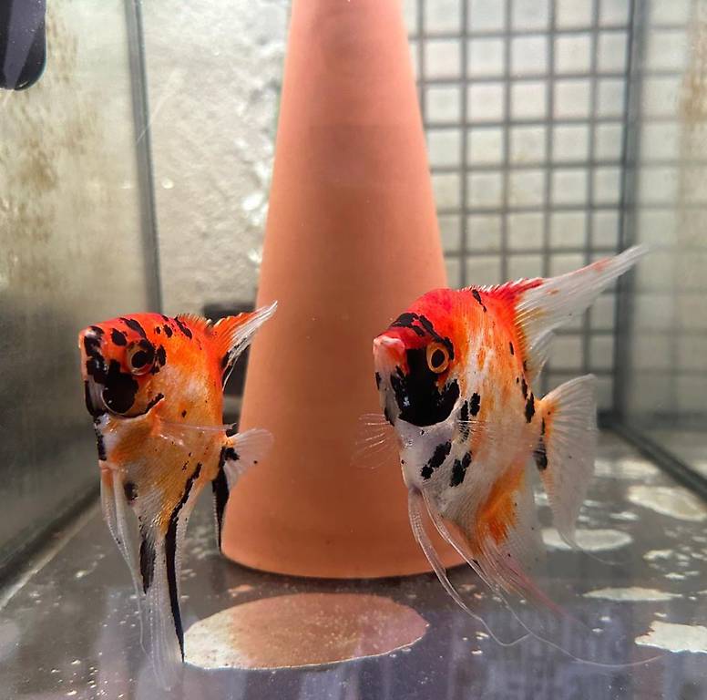 Fische Skalaren im Kanton Aargau - tutti.ch