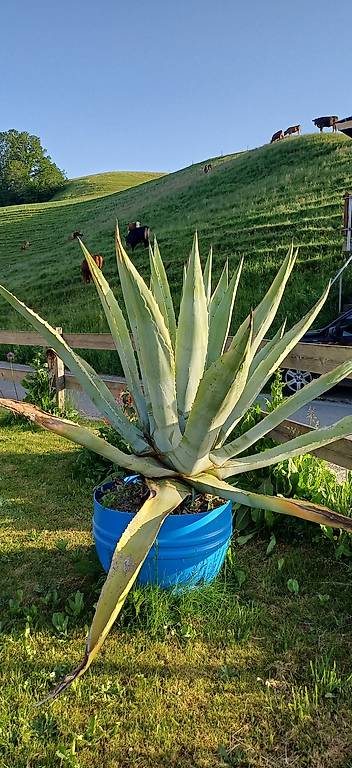 bogenhanf online bestellen Bogenhanf Zeylanica in gärtnerischer Qualität kaufen main image 0