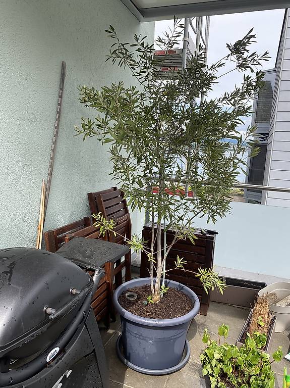 Grosser Olivenbaum 100 cm Kronendurchmesser 2 m hoch im Kanton Zrich -  tutti.ch