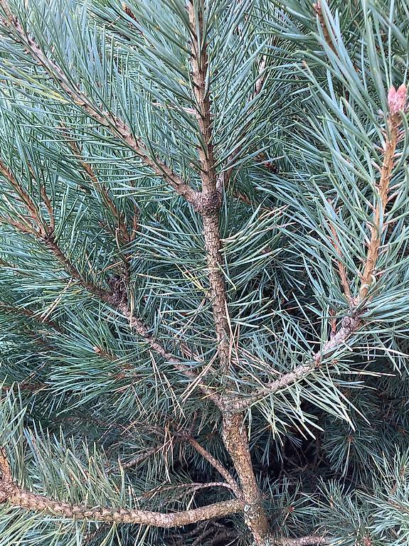 kiefer-pinus-sylvestris-glauca-junger-baum-waldkiefer-im-kanton