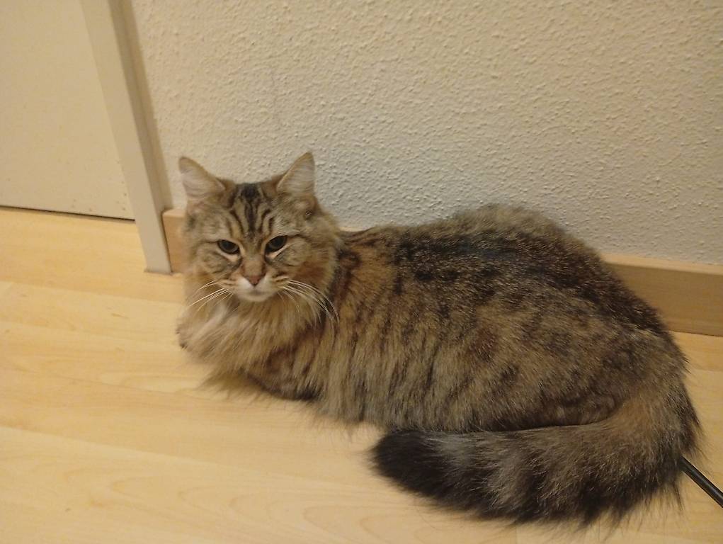 Zwei Katzenschwestern im Kanton Aargau