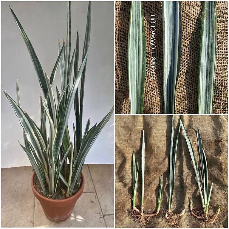 Sansevieria Trifasciata Bantel S Sensation Im Kanton Z Rich Tutti Ch