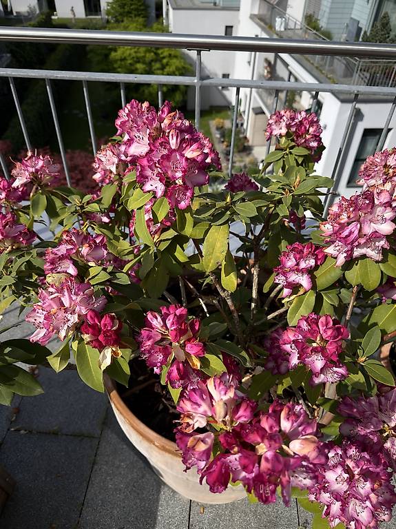 Grosser Rhododendron und Terracotta Topf Cantone Zurigo - tutti.ch