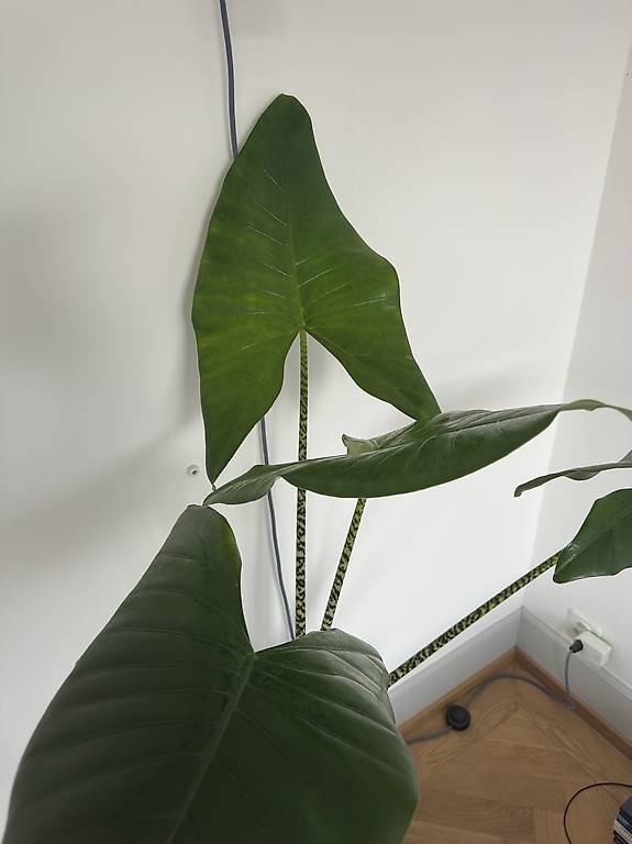 Alocasia Zebrina Zimmerpflanze XXL | 110 cm im Kanton Zrich - tutti.ch