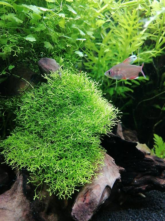 Riccia Teichlebermoos Aquarium Pflanzen im Kanton Aargau tutti.ch