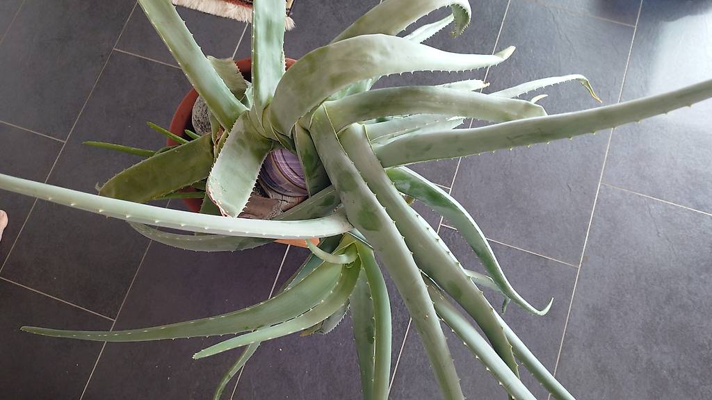 why does aloe vera burn Green Ice Aloe Vera Gel
