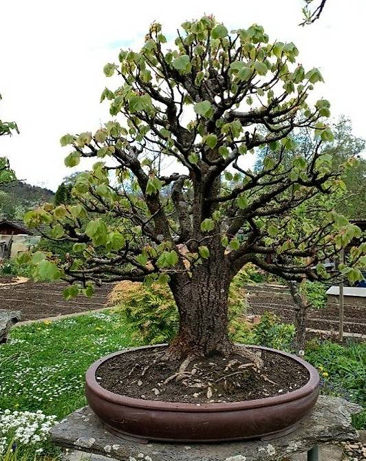 Solitr Bonsai Winterlinde mit Ausstellungstisch im Kanton Bern - tutti.ch