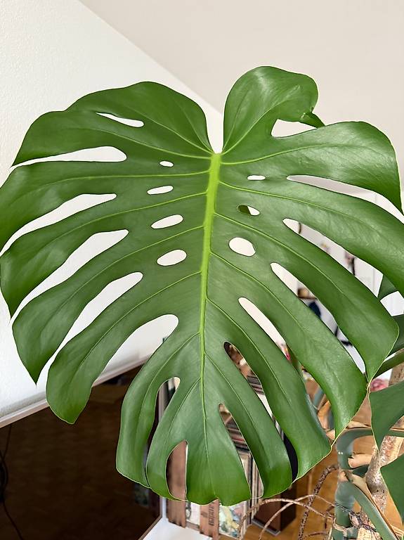 monstera japan Monstera Adansonii Albo Variegated Japanese Tricolor main image 1