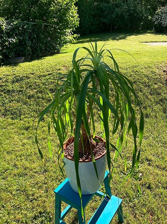 Beaucarnea Elefantenfuss im Kanton Aargau - tutti.ch