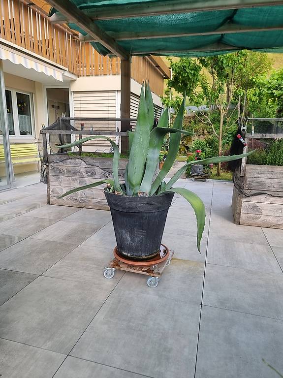 Aloe Vera XXL 1.60m mit Topf Cantone Lucerna - tutti.ch
