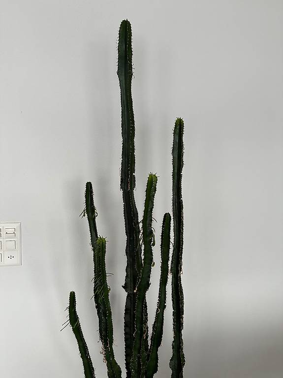 Kaktus Euphorbia Trigona, 2m gross im Kanton St. Gallen - tutti.ch