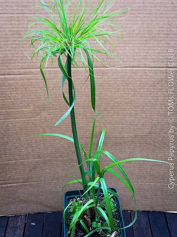 Cyperus Papyrus aus gypten, wunderschne Solitr-Pflanze Canton Zurich -  tutti.ch