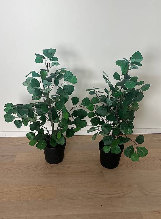 monstera deliciosa klein Monstera Deliciosa by Plant Circle – XL main image 0