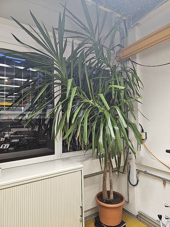 55+ Palme Kaufen 3 Meter, Aus platzgründen verkaufe ich eine yucca