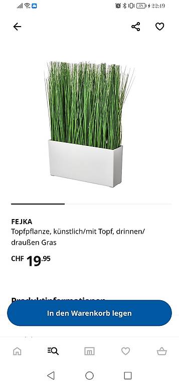 gurkenpflanze zimmerpflanze pflege Delosperma echinatum