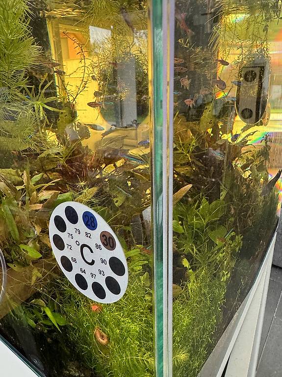 Termometro Digitale Ricaricabile Per Acquario 0-60°C - Display LED, Sensore Preciso, Per Tartarughe E Rettili, Con Porta Type-C