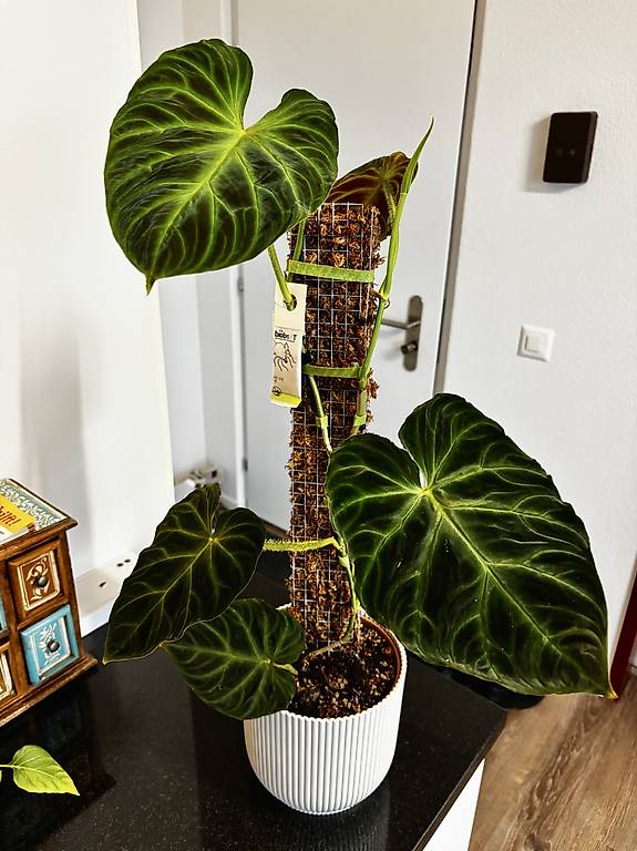 plant wave Buy the Original PlantWave Device main image 0