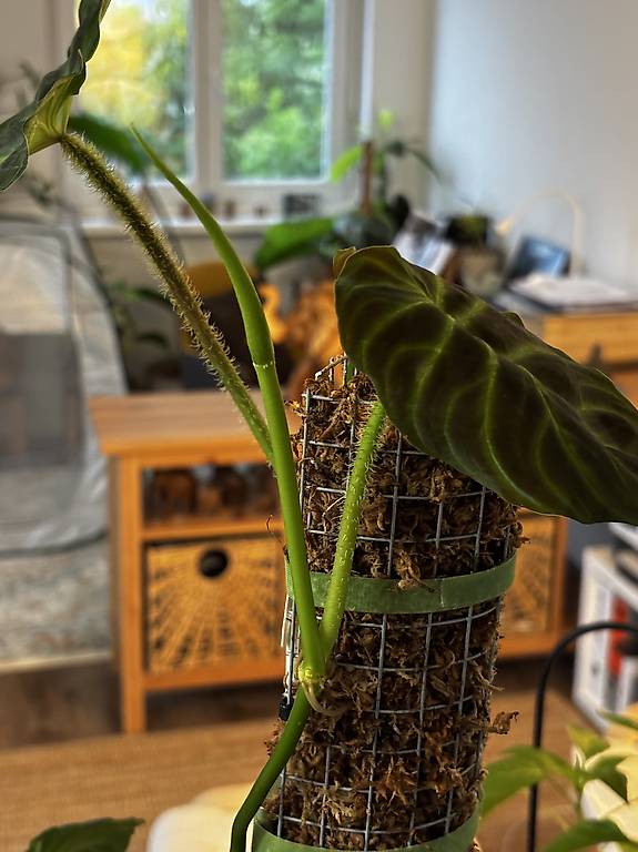 Philodendron Verrucosum 'Panther' im Kanton Solothurn - tutti.ch