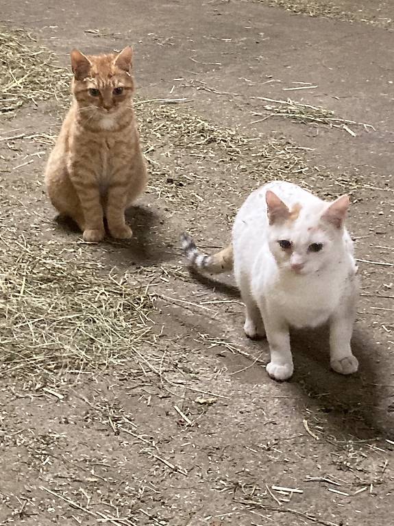 Jungkatzen Zu Verkaufen Im Kanton Zug Tutti Ch