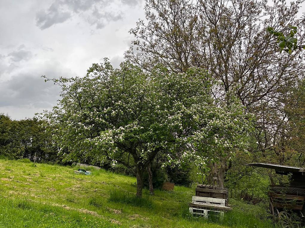 Wochenendhaus mit Garten und Wald in der Landwirtschaftzone im Kanton