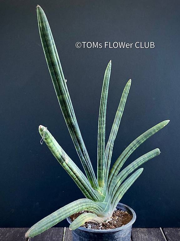 Sansevieria Cylindrica Patula Boncel im Kanton Zrich - tutti.ch