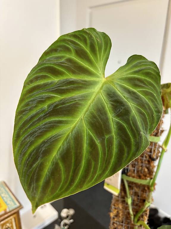 Philodendron Verrucosum 'Panther' im Kanton Solothurn - tutti.ch