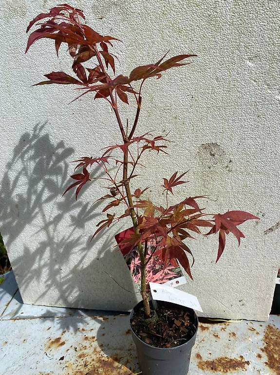 Bonsai Jungpflanzen / Japanische Fcherahorn "Atropurpurea" im Kanton  Schwyz - tutti.ch