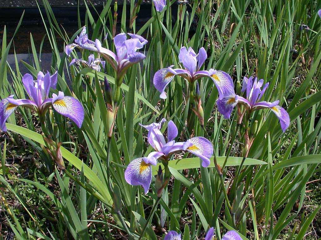 Teichpflanzen Wasserpflanze Iris 'Gerald Darby' im Kanton Aargau
