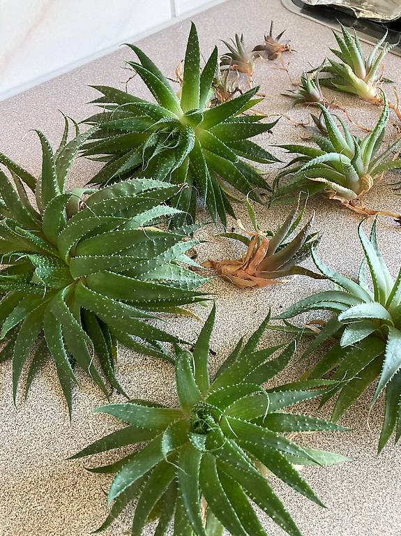Grannen-Aloe im Kanton Zrich - tutti.ch