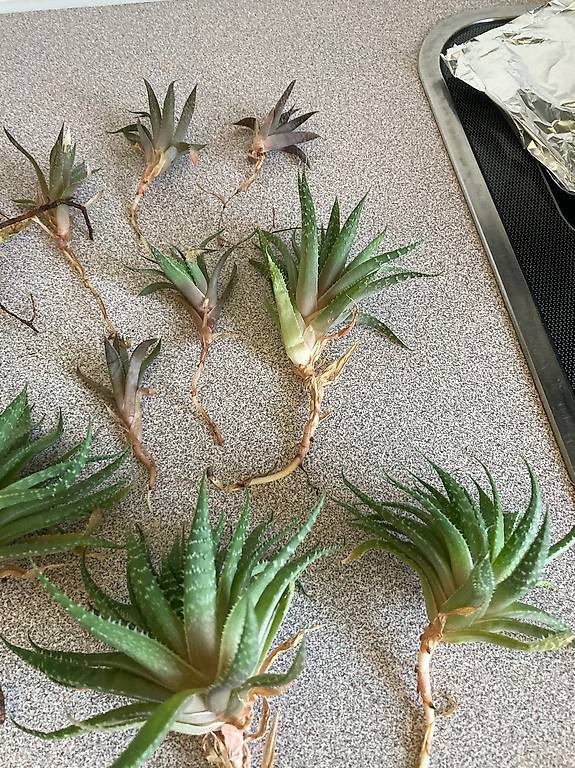 aloe barbadensis plant Aloe barbadensis miller 'Aloe Vera' – Snakeroot Botanicals main image 0