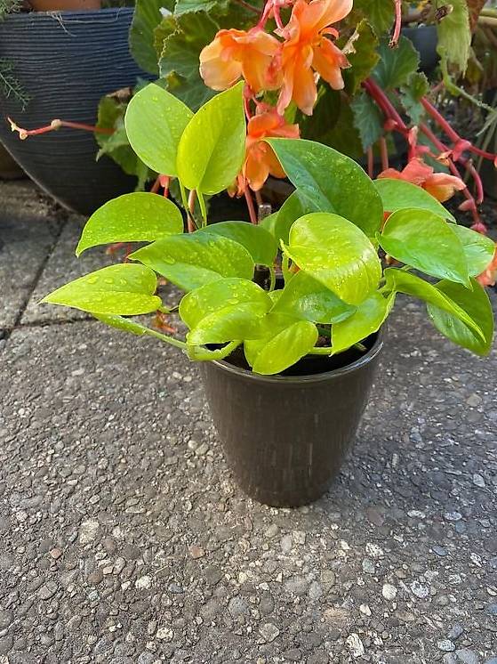 glücksfeder pflanze pflege Glücksfeder (Zamioculcas)