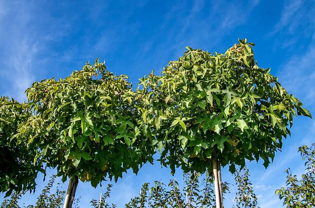 Kugel Amberbaum im Kanton Luzern tutti.ch