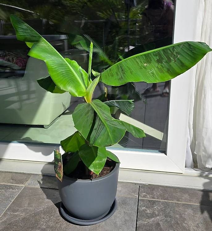 Exotischer Zimmer-Bananenbaum (Musa) im Kanton Aargau - tutti.ch