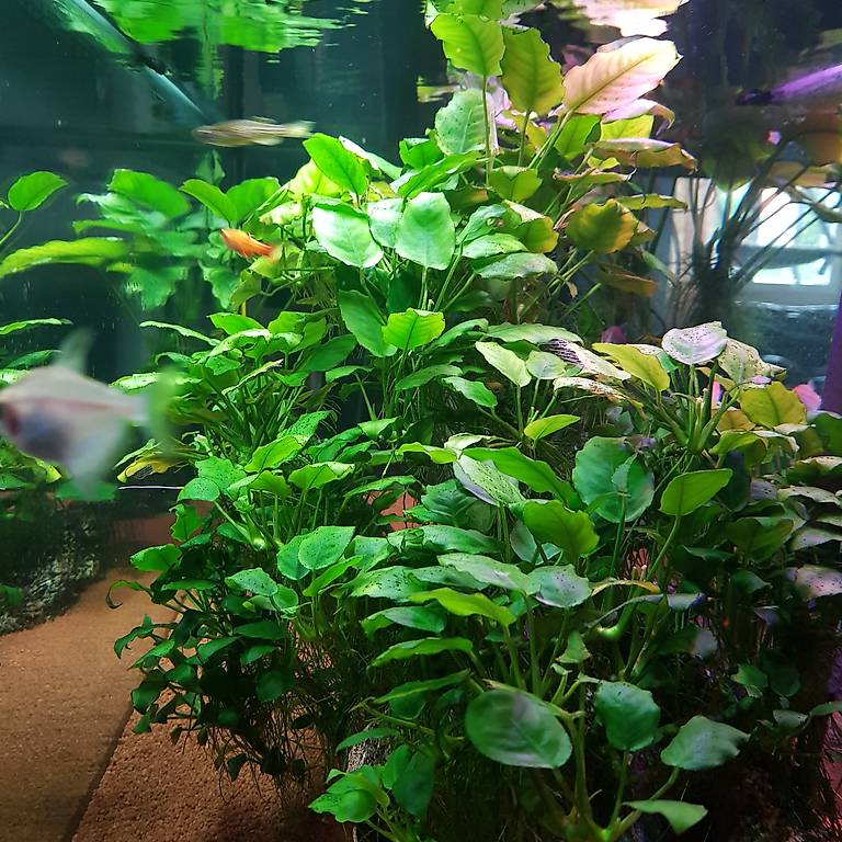 240L Aquarium mit Untermöbel Fische und Zubehör im Kanton Zürich