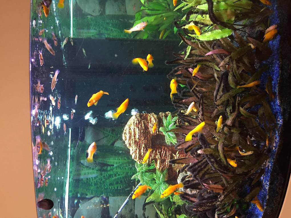 Fischbabys im Kanton Zürich tutti.ch