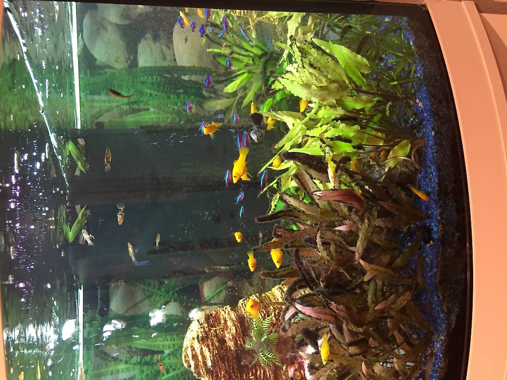 Fischbabys im Kanton Zürich tutti.ch
