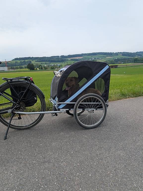 e-bike klapprad mit nabenschaltung und rcktrittbremse SAXONETTE Compact Comfort Plus 2.0 E-Faltrad