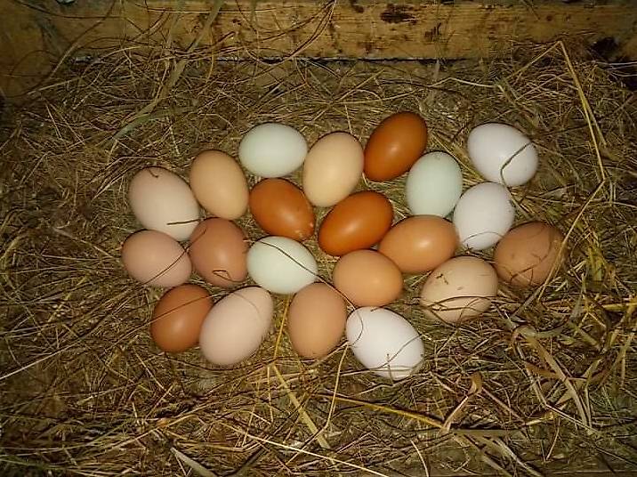 10 UOVA FECONDE Di Brahma EUR 21,00 - IT - Foto 2