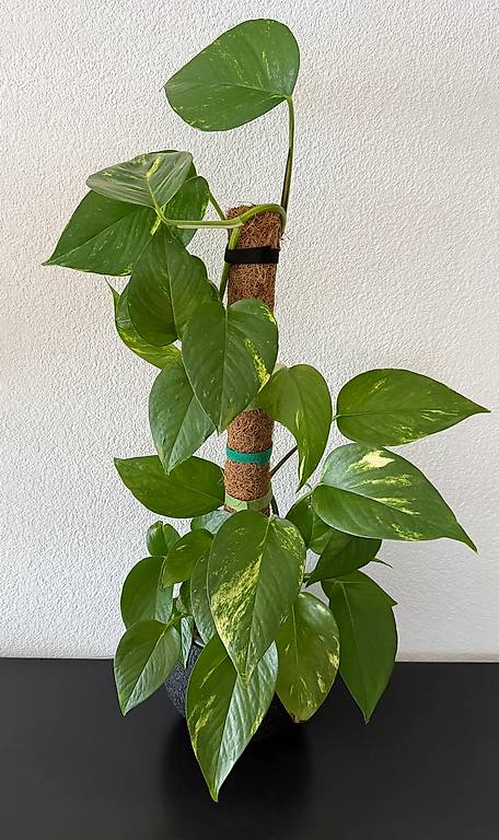 Efeutute, schwarzer Kugeltopf, grosse Bltter, 75cm im Kanton Thurgau -  tutti.ch