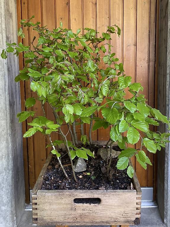 Bonsai im Kanton Luzern - tutti.ch