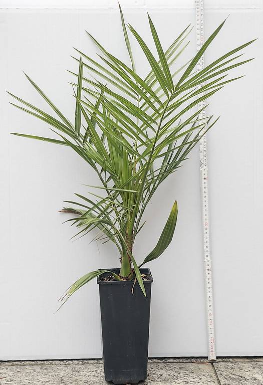 Kanarische Dattelpalme (Phoenix canariensis) im Kanton BaselStadt