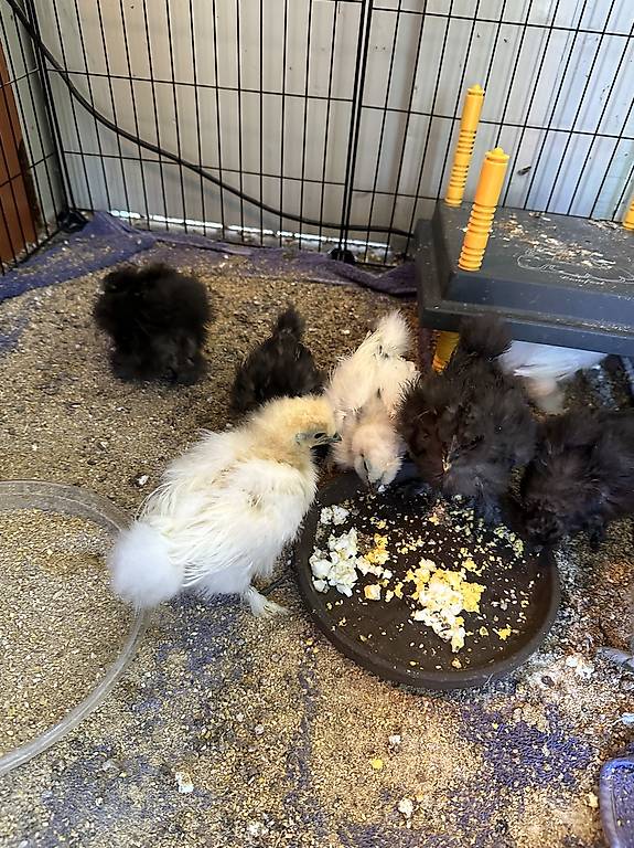 Us Silkie K Ken Aus Blauen Eier Im Kanton Aargau Tutti Ch