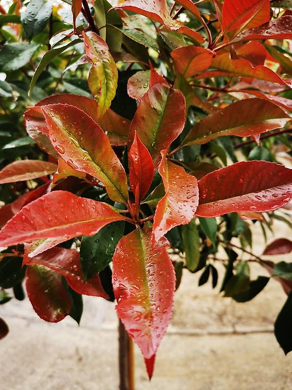 Glanzmispel, Photinia fraseri 'Red Robin' Stmmchen im Kanton Aargau -  tutti.ch