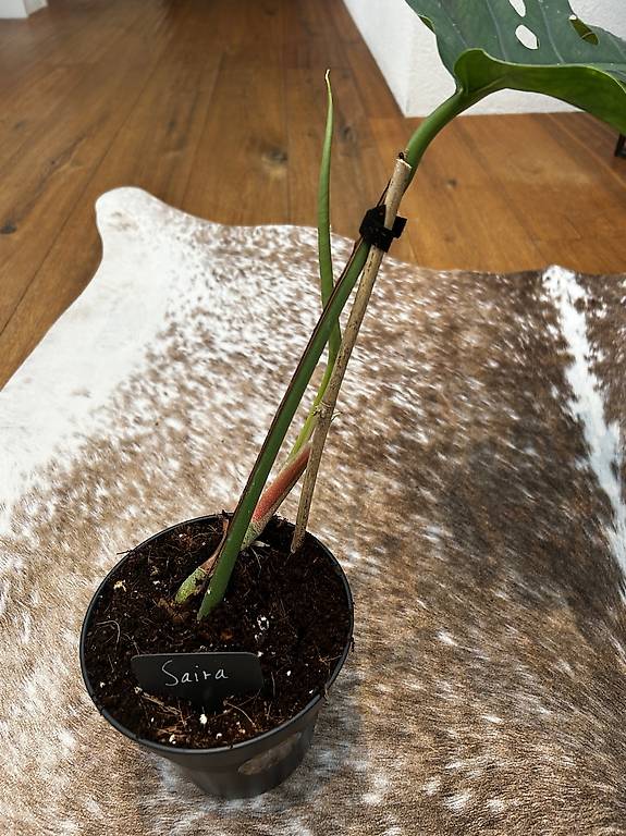 urban jungle monstera thai Monstera 'Thai Constellation' | Indoor Plant | Tropical Plant | Potted  Plant