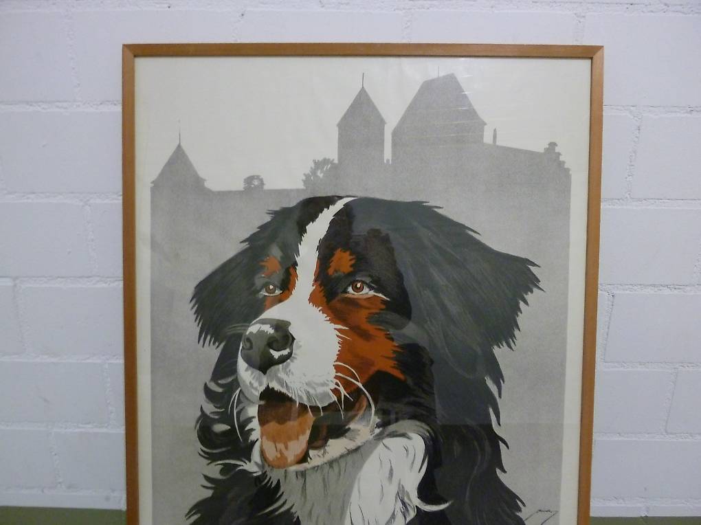 Nationale Hundeausstellung Burgdorf Berner Sennenhund Im Kanton Bern