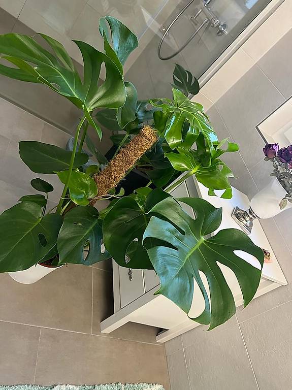 monstera tricolor Monstera adansonii “Tricolor” LC – Little Carnivores main image 0