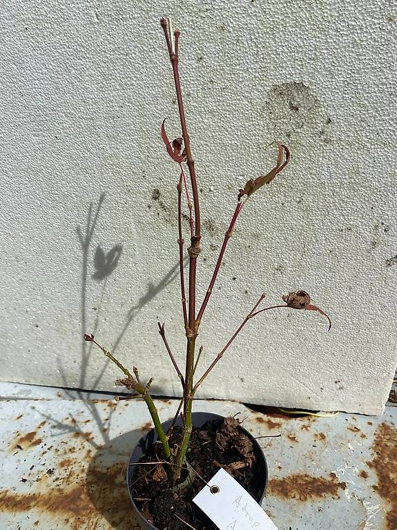 Bonsai Jungpflanzen / Japanische Fcherahorn "Atropurpurea" im Kanton  Schwyz - tutti.ch