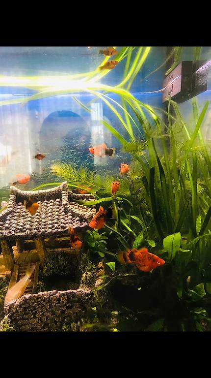 Aquarium Pflanzen pro Große Bag im Kanton Zürich tutti ch