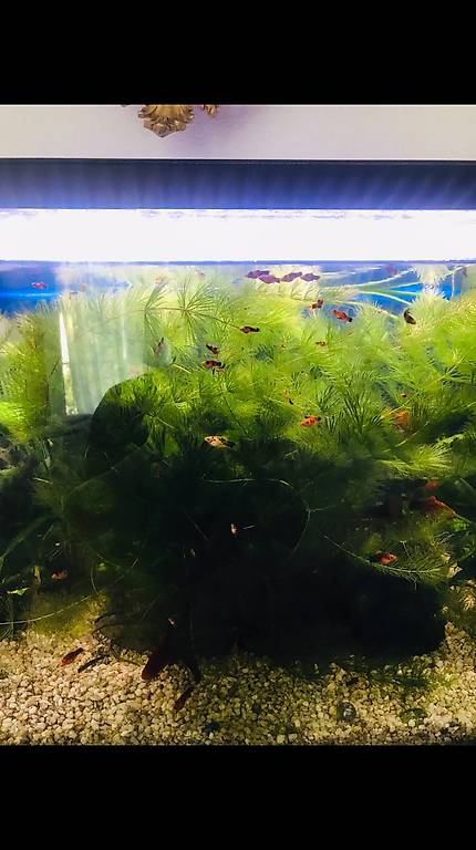 Aquarium Pflanzen pro Große Bag im Kanton Zürich tutti.ch