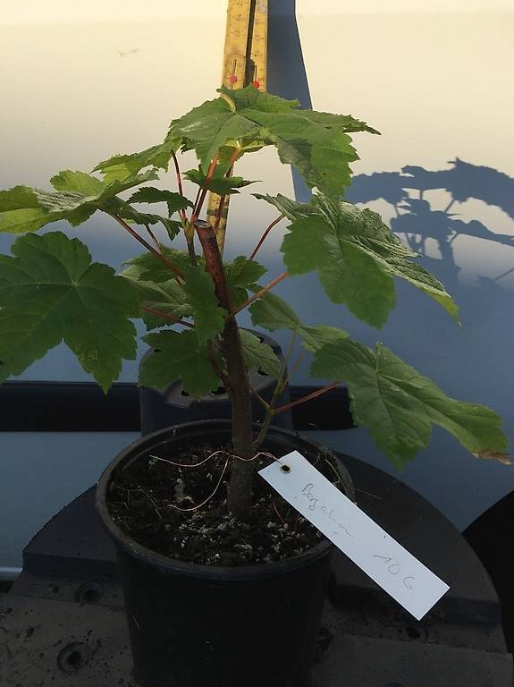 Bonsai Jungpflanzen Bergahorn / Acer pseudoplatanus im Kanton Schwyz -  tutti.ch